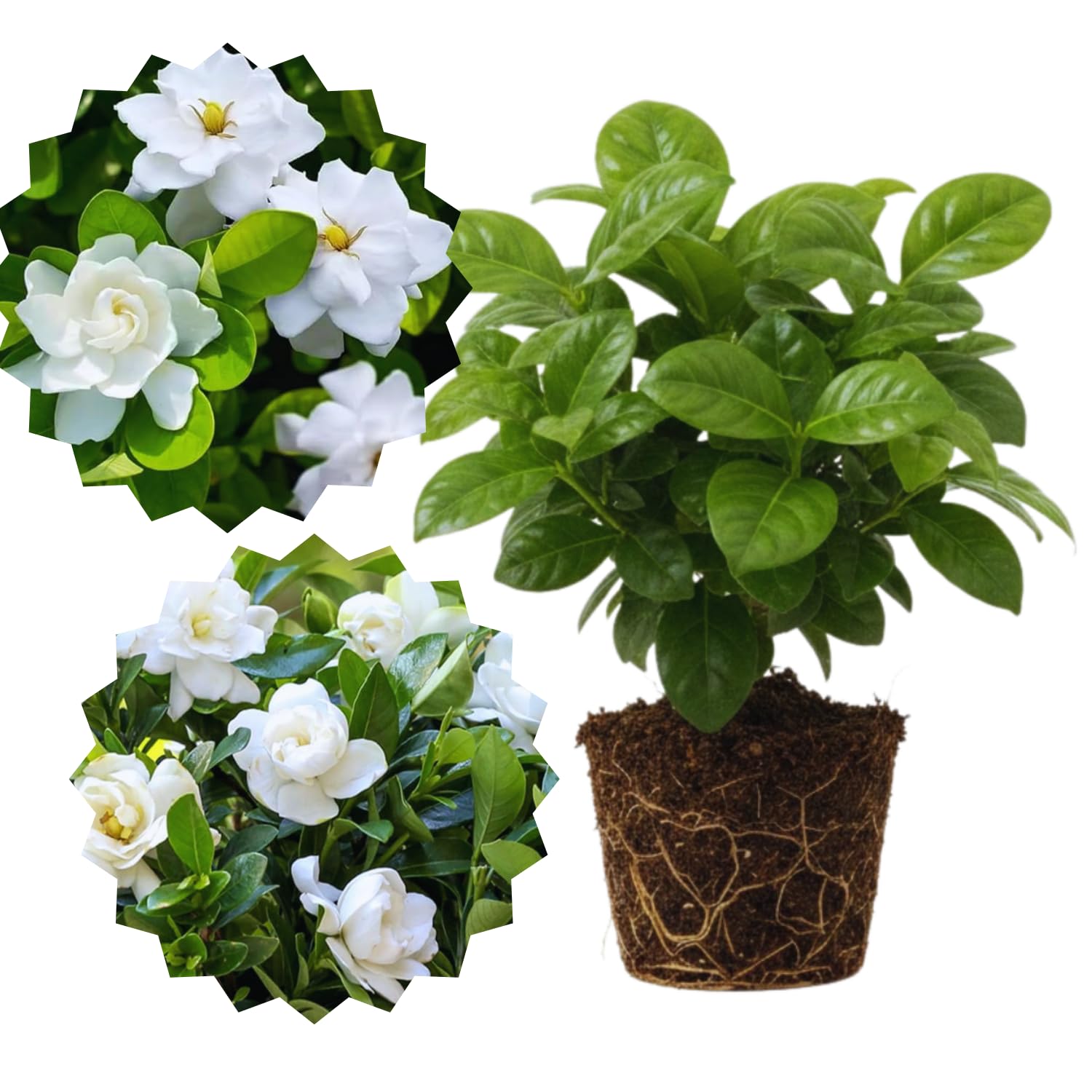Amazon.com : 3 Cape Jasmine Plants Live, Live Frost Proof Jasmine